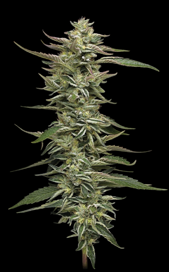Humboldt Seed Company, Donutz Triploid, Feminisiert, 10 Stk