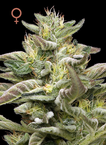 Humboldt Seed Company, Donutz Triploid, Feminisiert, 10 Stk