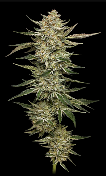 Humboldt Seed Company, OG Triploid, Feminisiert, 3 Stk