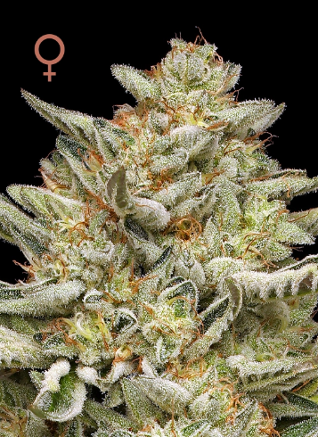 Humboldt Seed Company, OG Triploid, Feminisiert, 10 Stk