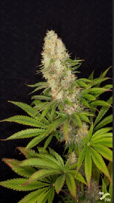 Buddha Seeds Panakeia High Terpens CBG, feminisiert, 10 Stk