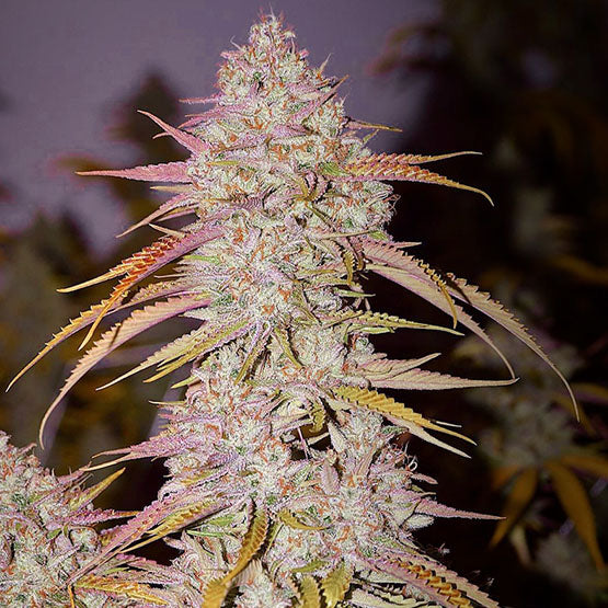 Ethos Genetics, Lemon OG Haze F-4, Regular, 17 Stk