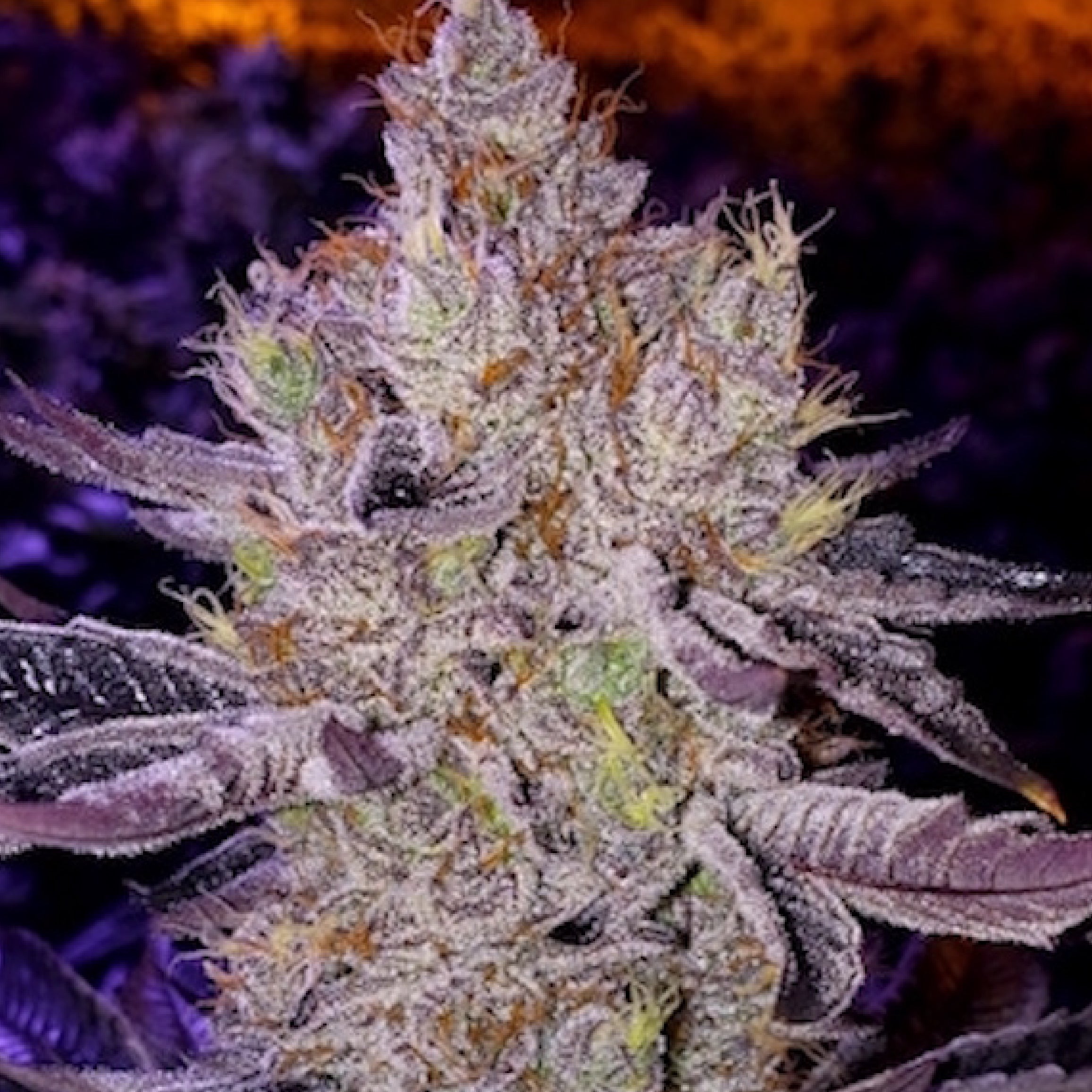 Ethos Genetics, Apex F-1, Regular, 8 Stk