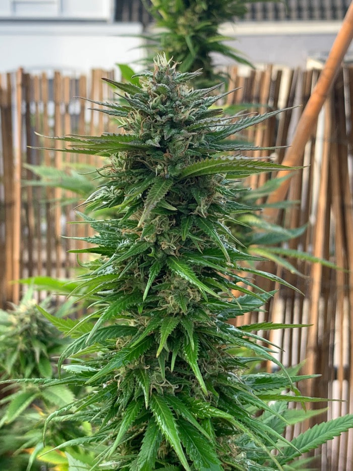 Seedstockers Big Yeti, Feminisiert Outdoor, 5 Stk