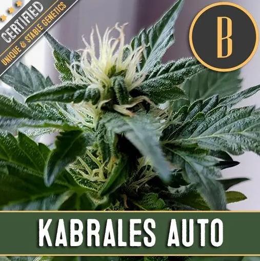 Blimburn Seeds Kabrales Auto