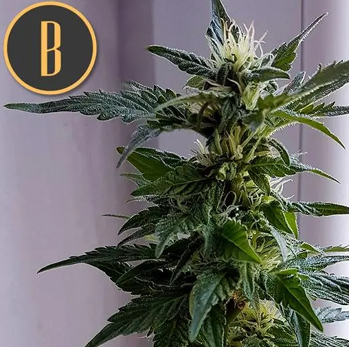 Blimburn Seeds Kabrales Auto