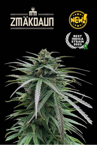 Seedstockers Zmakdaun, Feminisiert Outdoor, 5 Stk