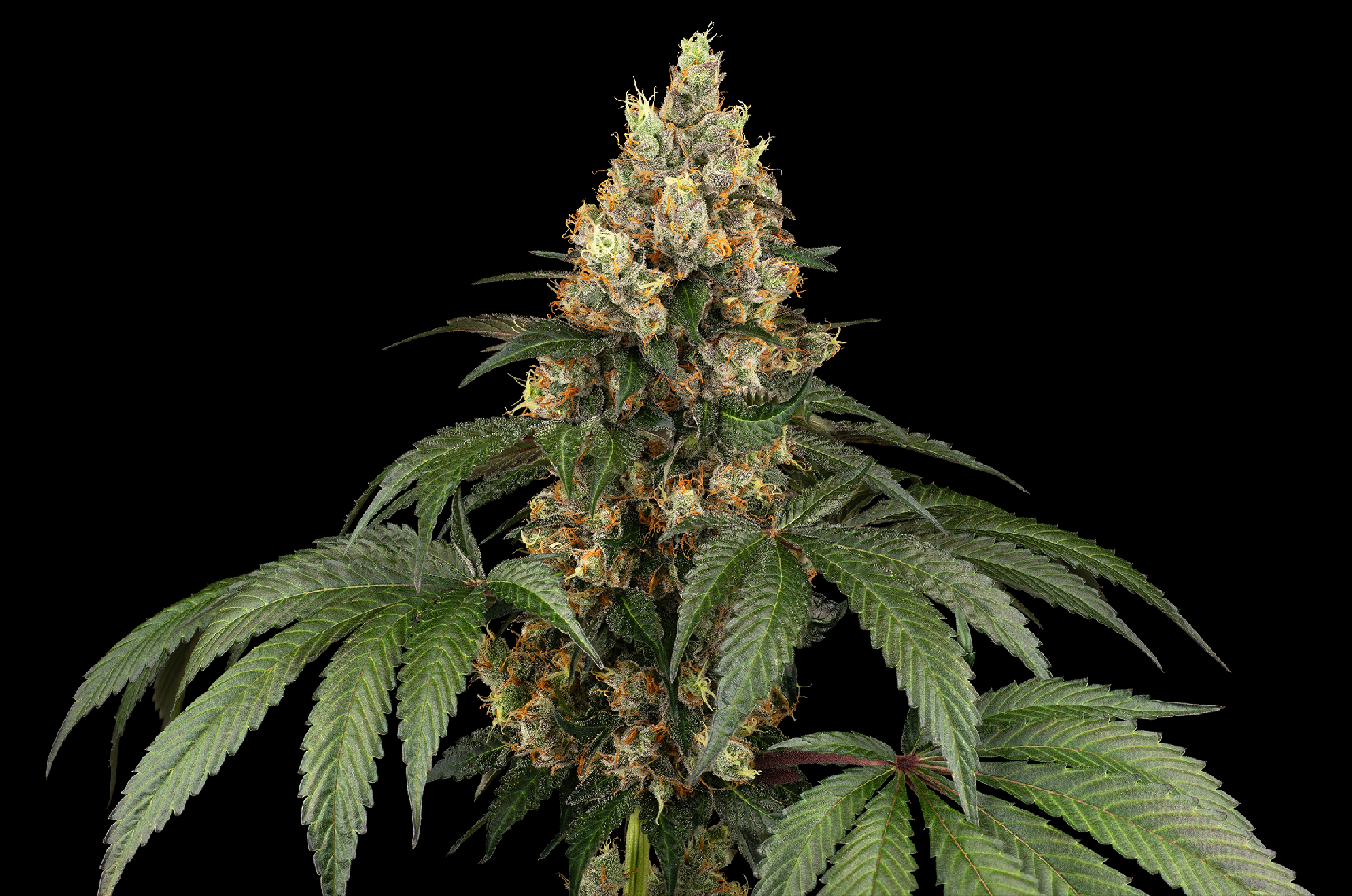 Sensi Seeds Chocolate Rainbow XXL, Feminisiert, 10 Stk
