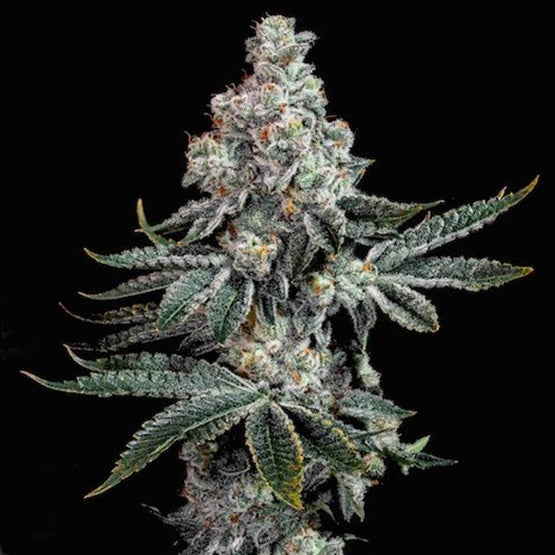 Ethos Genetics, Grandpas Cookies R2V1, Feminisiert, 10 Stk