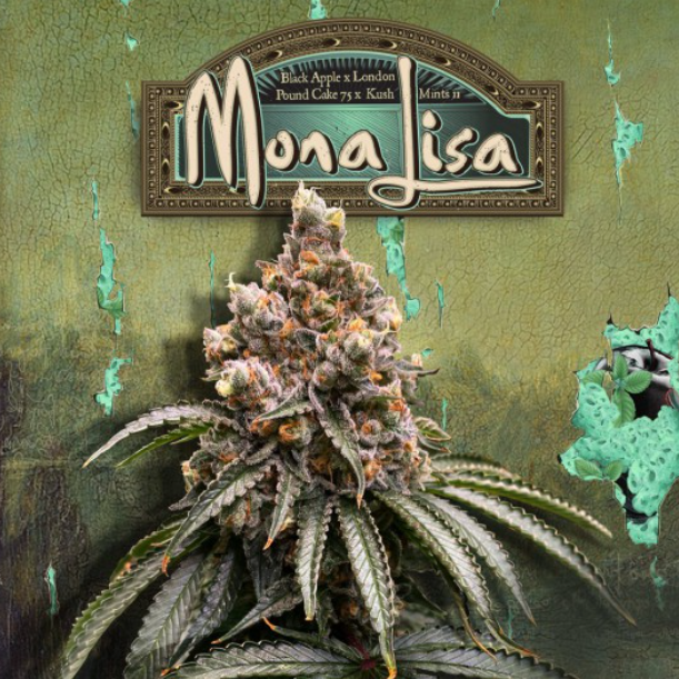 TH Seeds Mona Lisa, Feminisiert, Sonderpackung 6+1 Stk