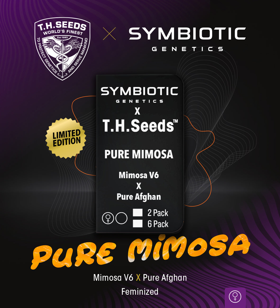 TH Seeds x Symbiotic Pure Mimosa, Feminisiert, 6 Stk