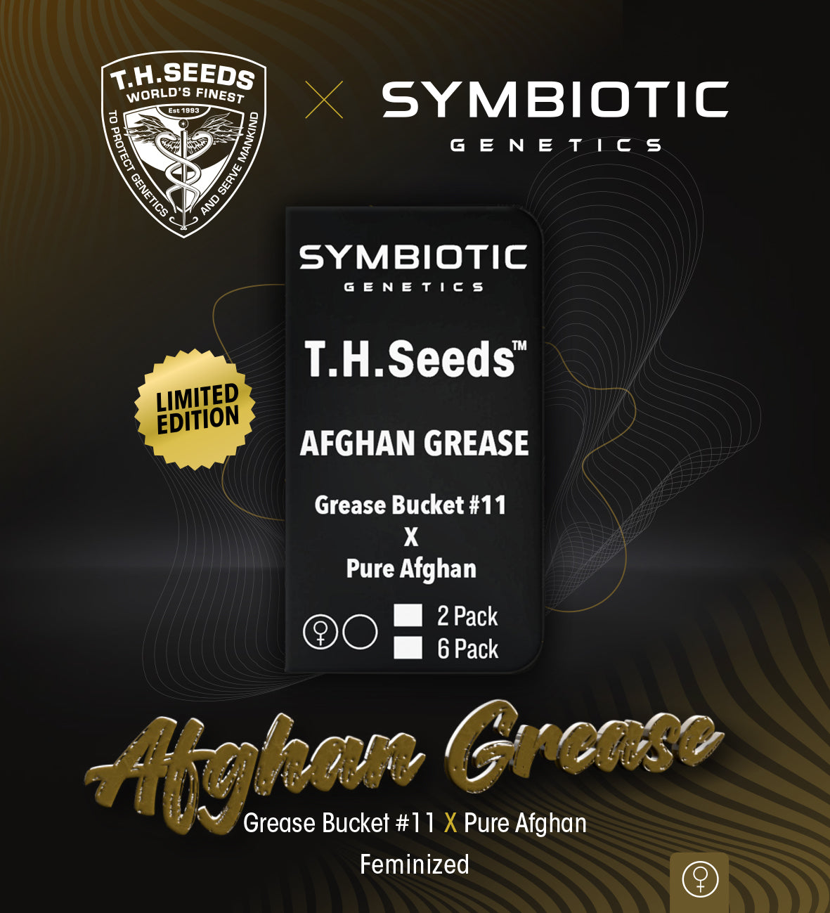 TH Seeds x Symbiotic Afghan Grease, Feminisiert, 6 Stk