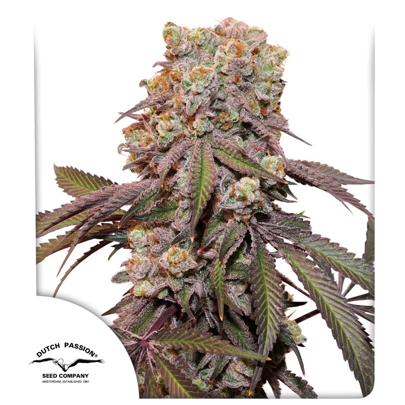 Dutch Passion Auto Candy Bubatz XL, 3 Stk