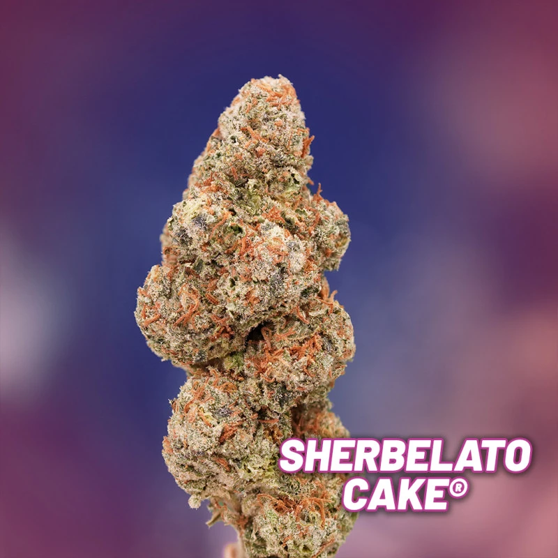 Dutch Passion, US Limited Sherbelato Cake Feminisiert, 5 Stk
