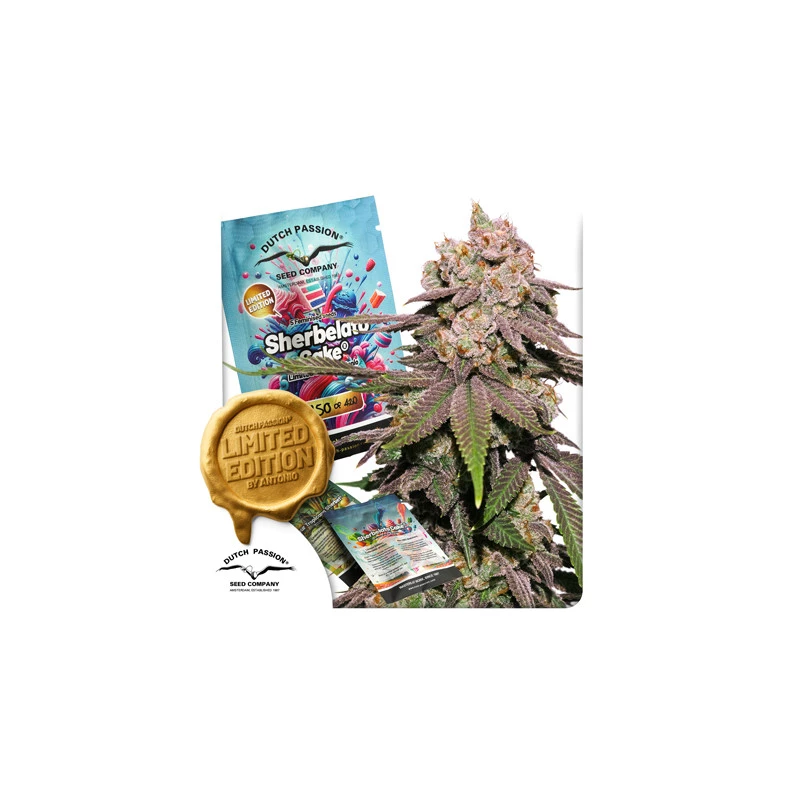 Dutch Passion, US Limited Sherbelato Cake Feminisiert, 5 Stk