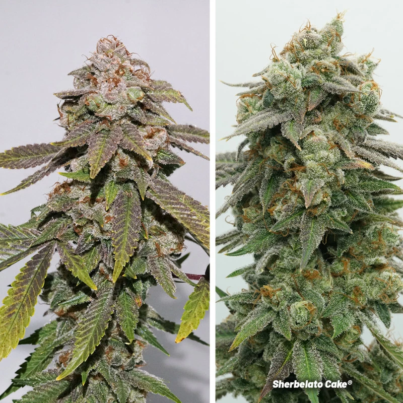 Dutch Passion, US Limited Sherbelato Cake Feminisiert, 5 Stk