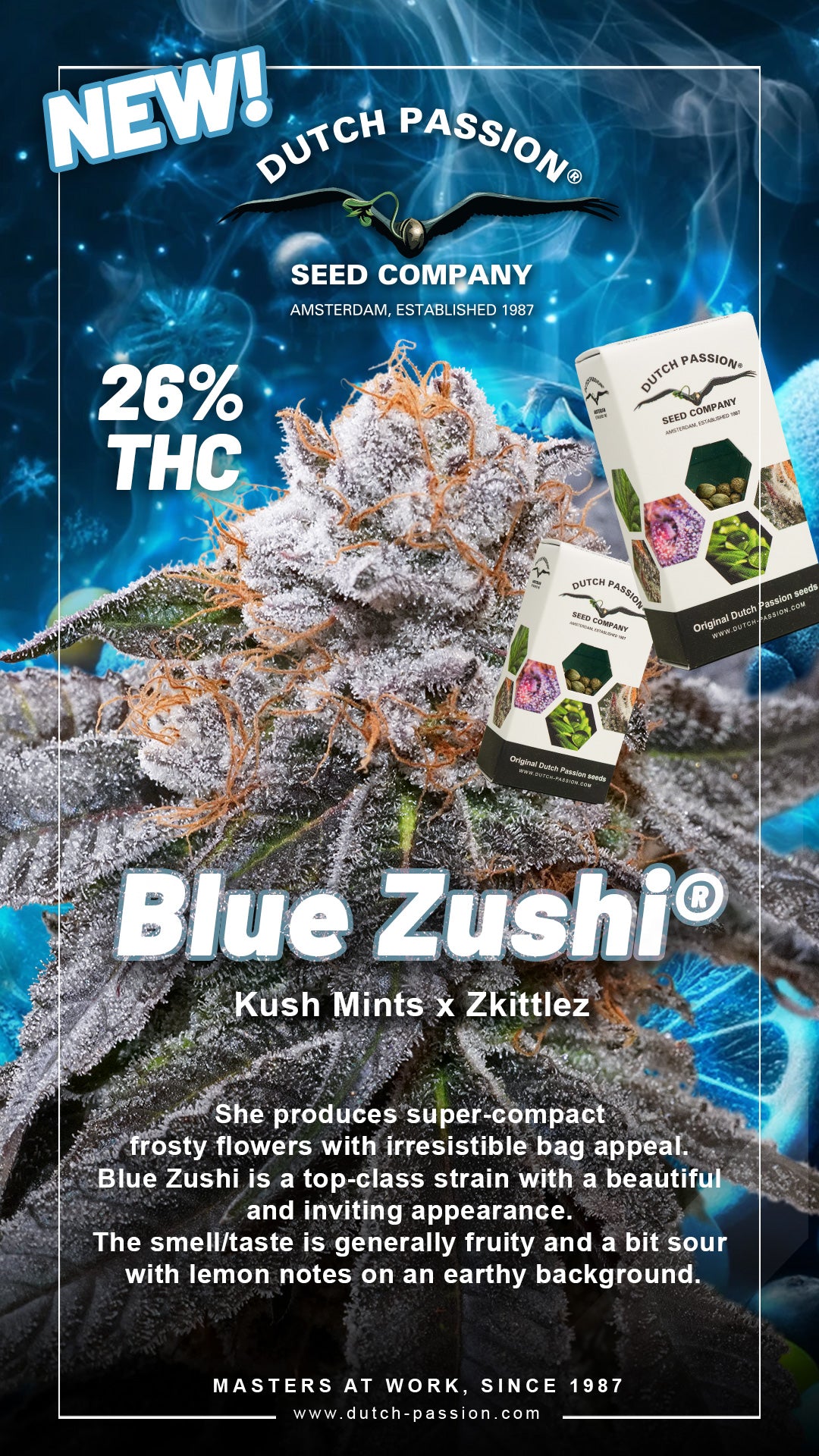 Dutch Passion Blue Zushi, Feminisiert, 10 Stk