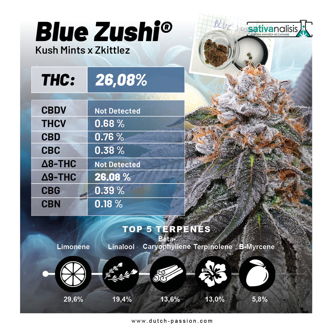 Dutch Passion Blue Zushi, Feminisiert, 5 Stk