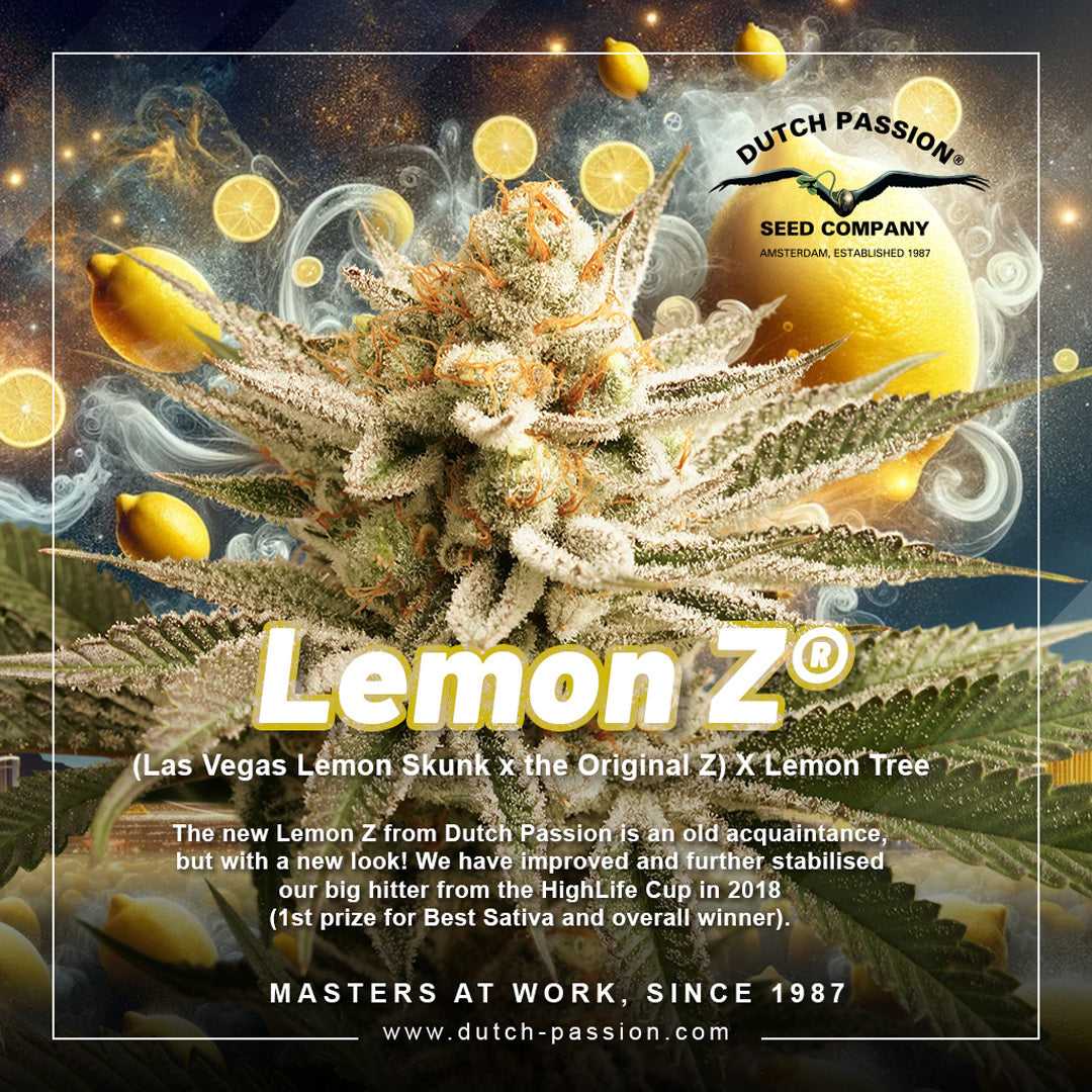 Dutch Passion Lemon Z, Feminisiert, 5 Stk