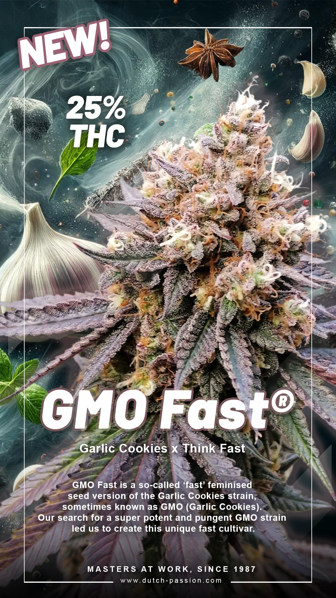 Dutch Passion GMO Fast, Feminisiert, 5 Stk