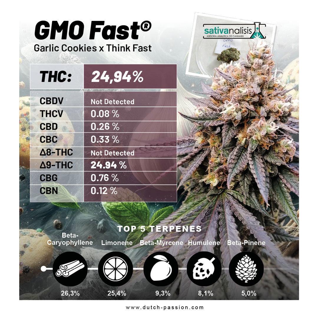Dutch Passion GMO Fast, Feminisiert, 3 Stk