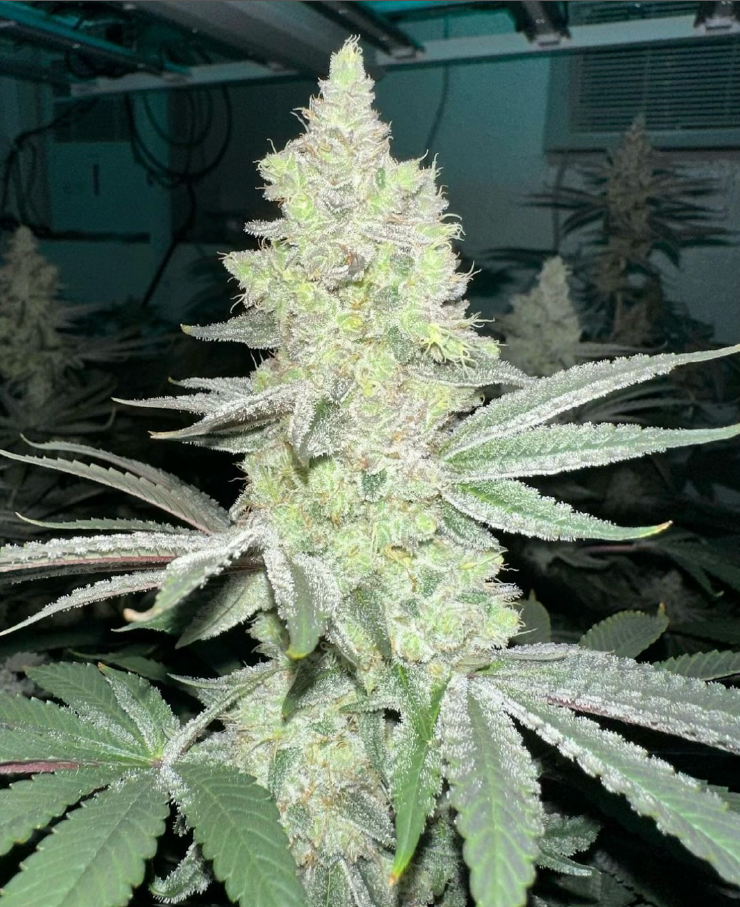 Symbiotic Genetics, Sour Taffy, Feminisiert, 3 Stk