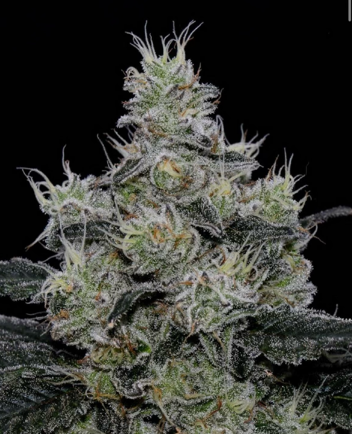 Symbiotic Genetics, Greese Fire, Feminisiert, 3 Stk
