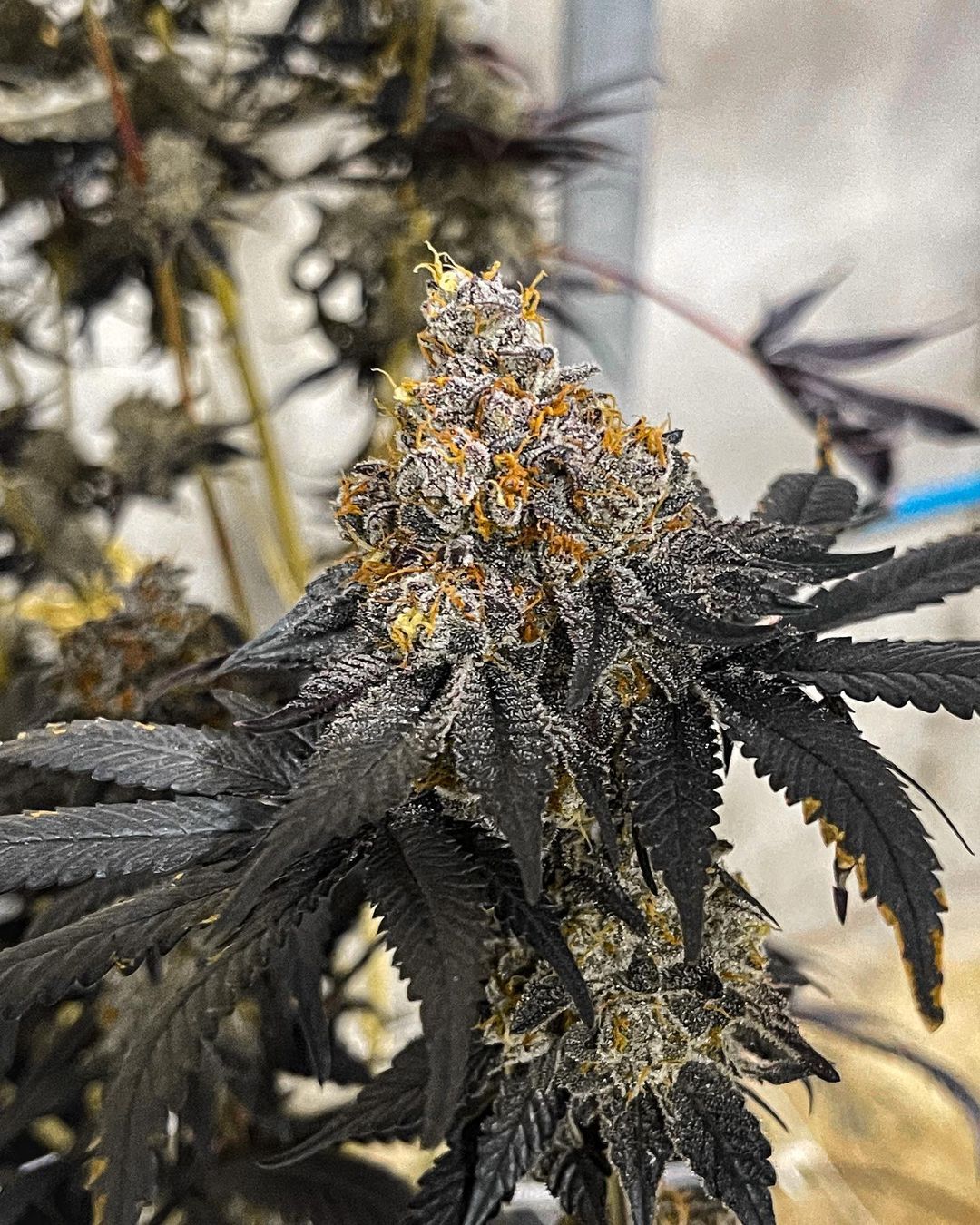 Symbiotic Genetics, Miracle Fruit, Feminisiert, 2 Stk