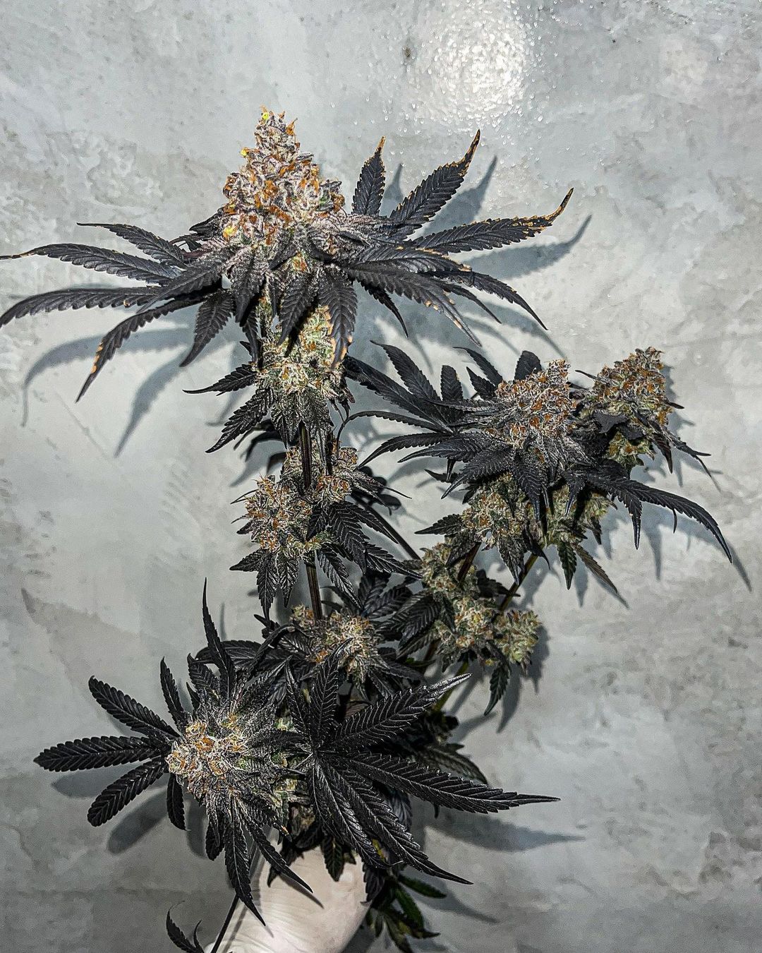 Symbiotic Genetics, Miracle Fruit, Feminisiert, 2 Stk