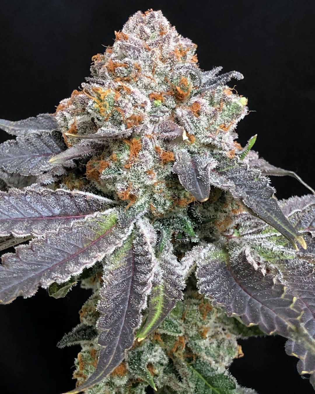 Symbiotic Genetics, Rated R, Feminisiert, 2 Stk