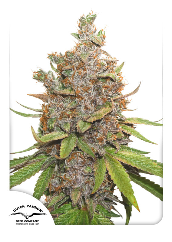 Dutch Passion Auto Glueberry OG