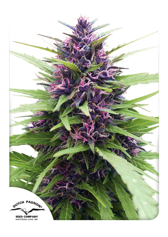 Dutch Passion Shaman Regular