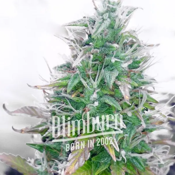 Blimburn Seeds Northern Auto