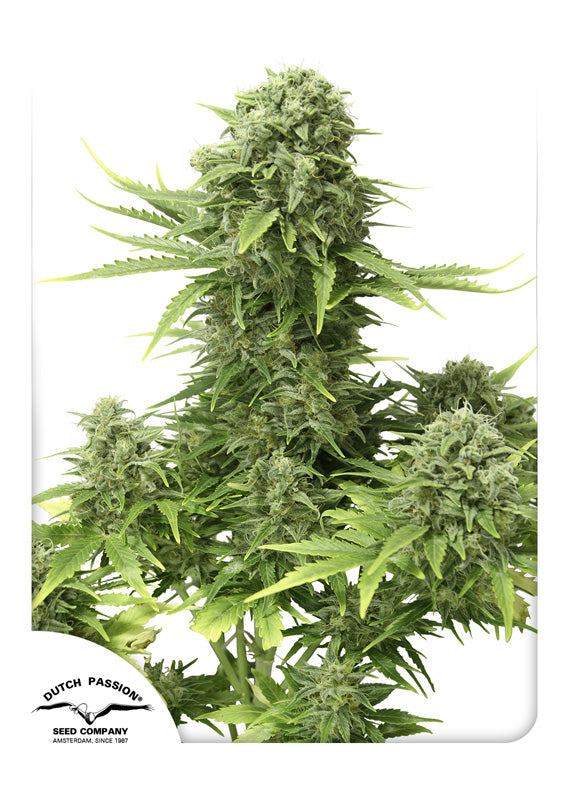 Dutch Passion StarRyder Feminisiert Autoflower