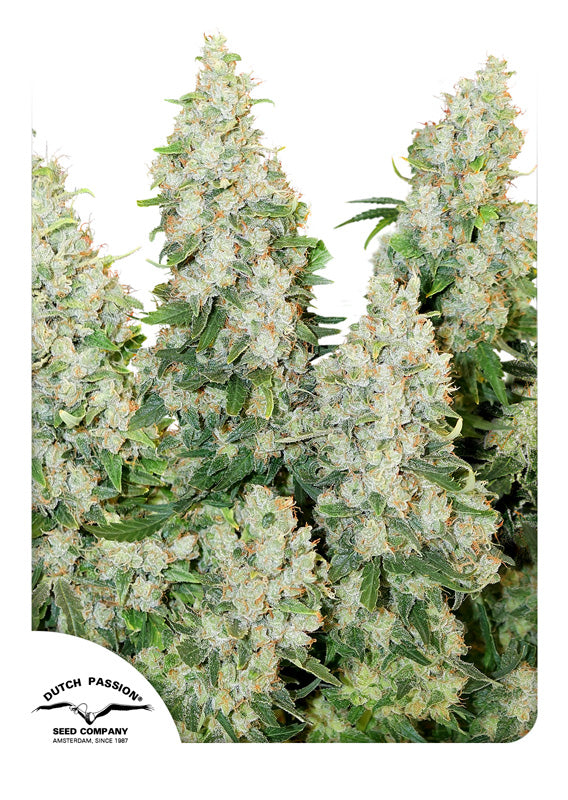 Dutch Passion Think Different Auto