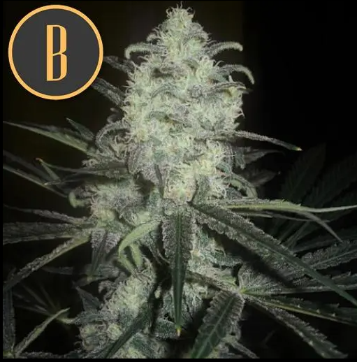 Blimburn Seeds Original Clone Feminisiert