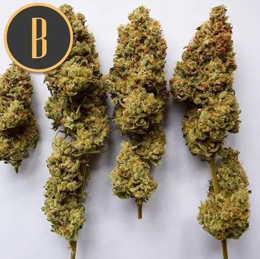 Blimburn Seeds OG's Kush Feminisiert