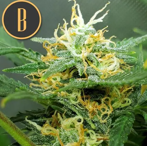 Blimburn Seeds Orient Auto
