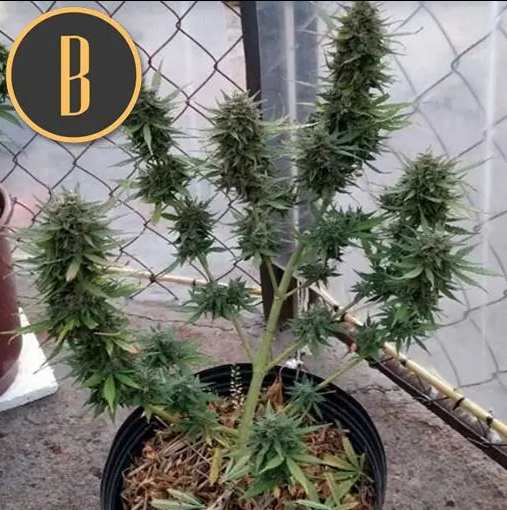 Blimburn Seeds Orient Auto