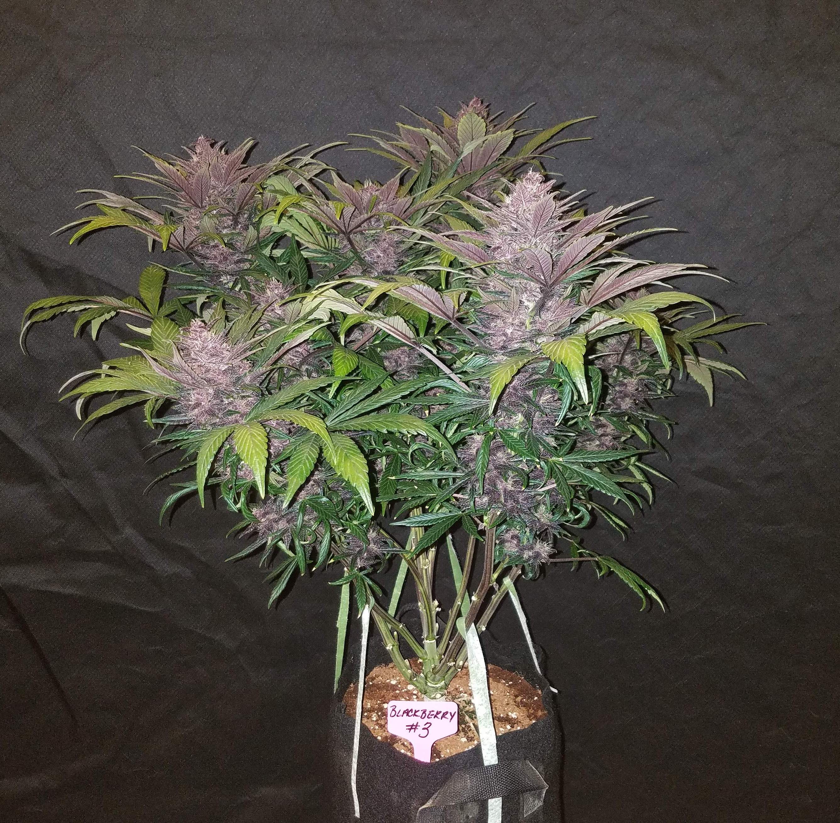 Fast Buds Blackberry Auto