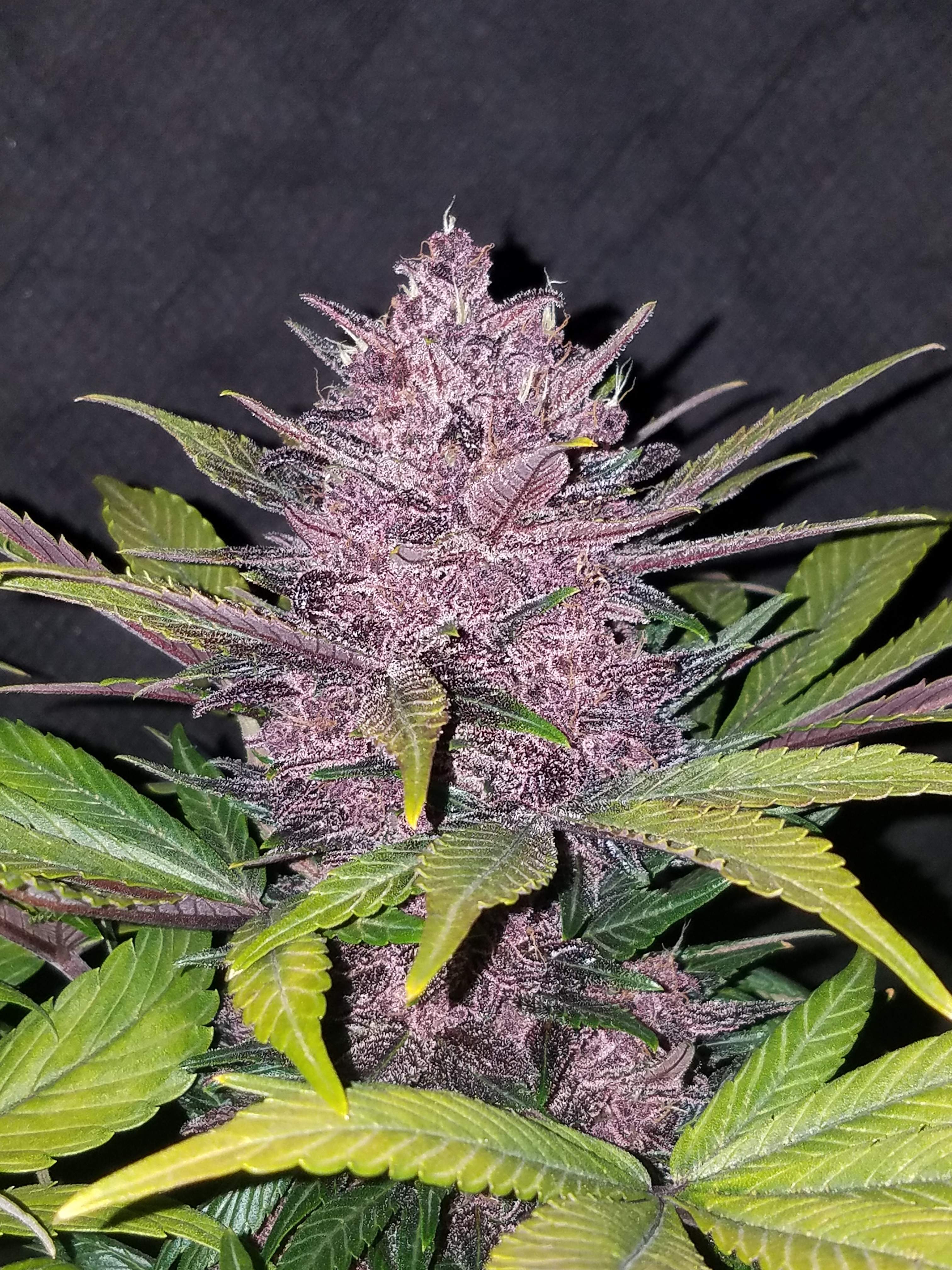 Fast Buds Blackberry Auto