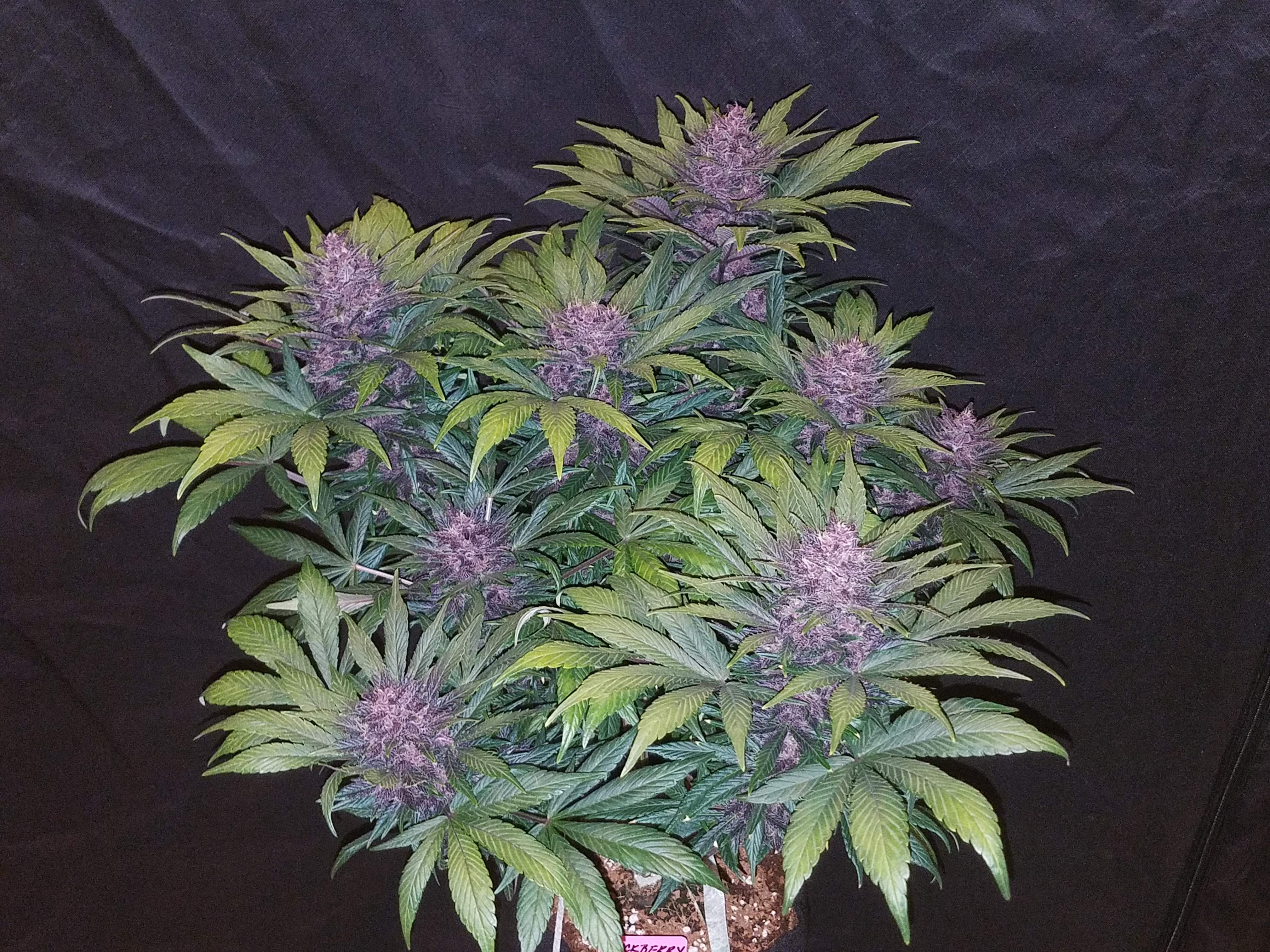 Fast Buds Blackberry Auto