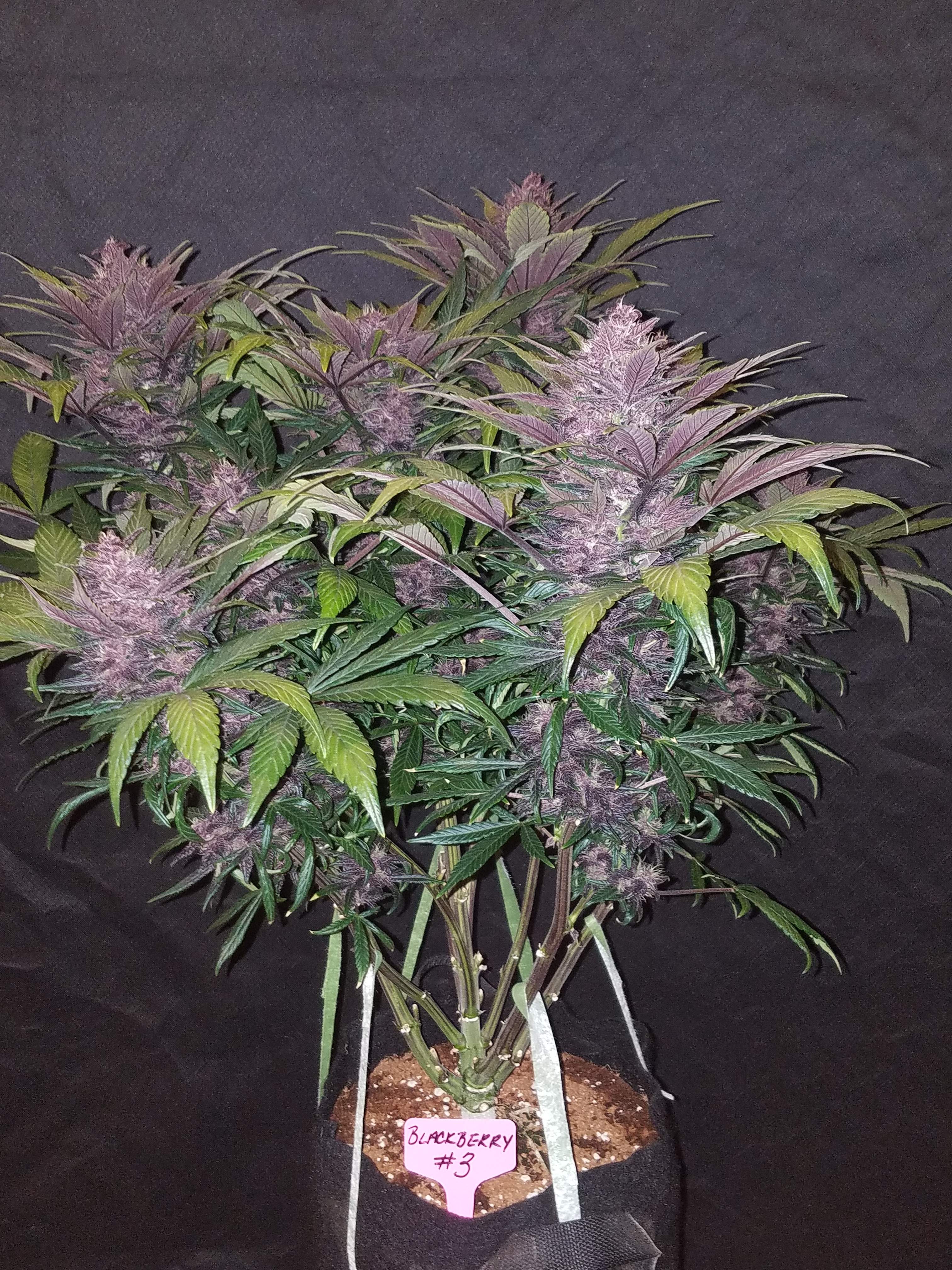 Fast Buds Blackberry Auto