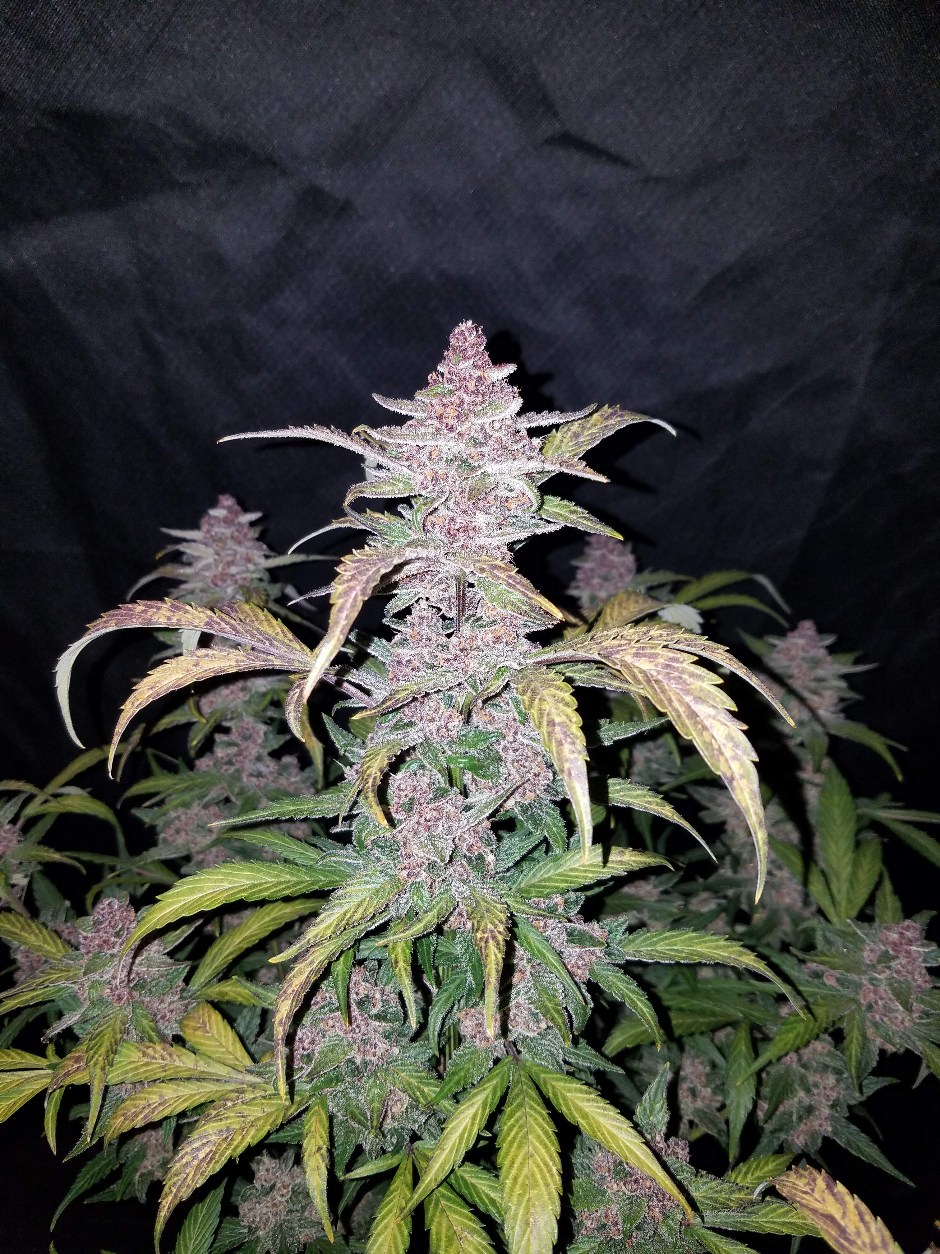 Fast Buds Blackberry Auto
