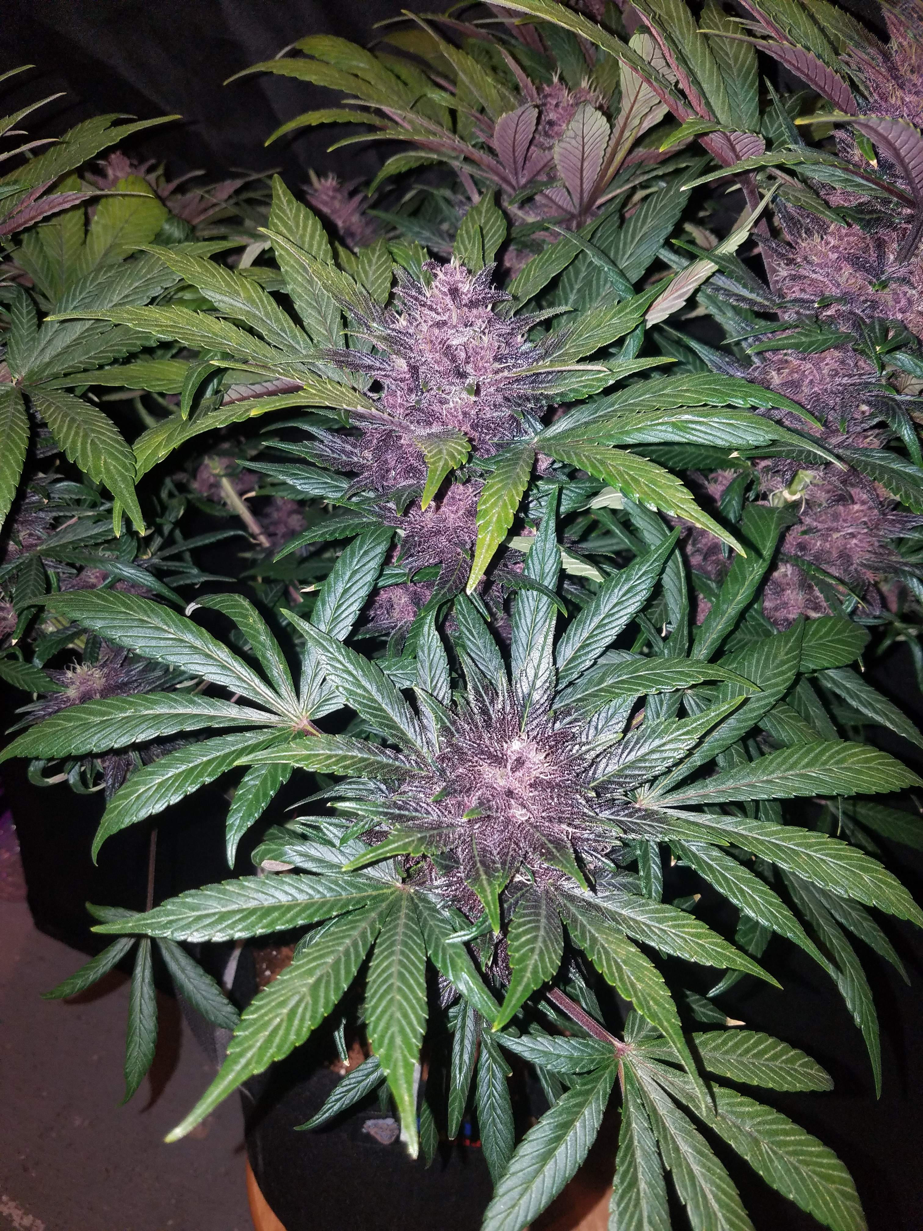 Fast Buds Blackberry Auto