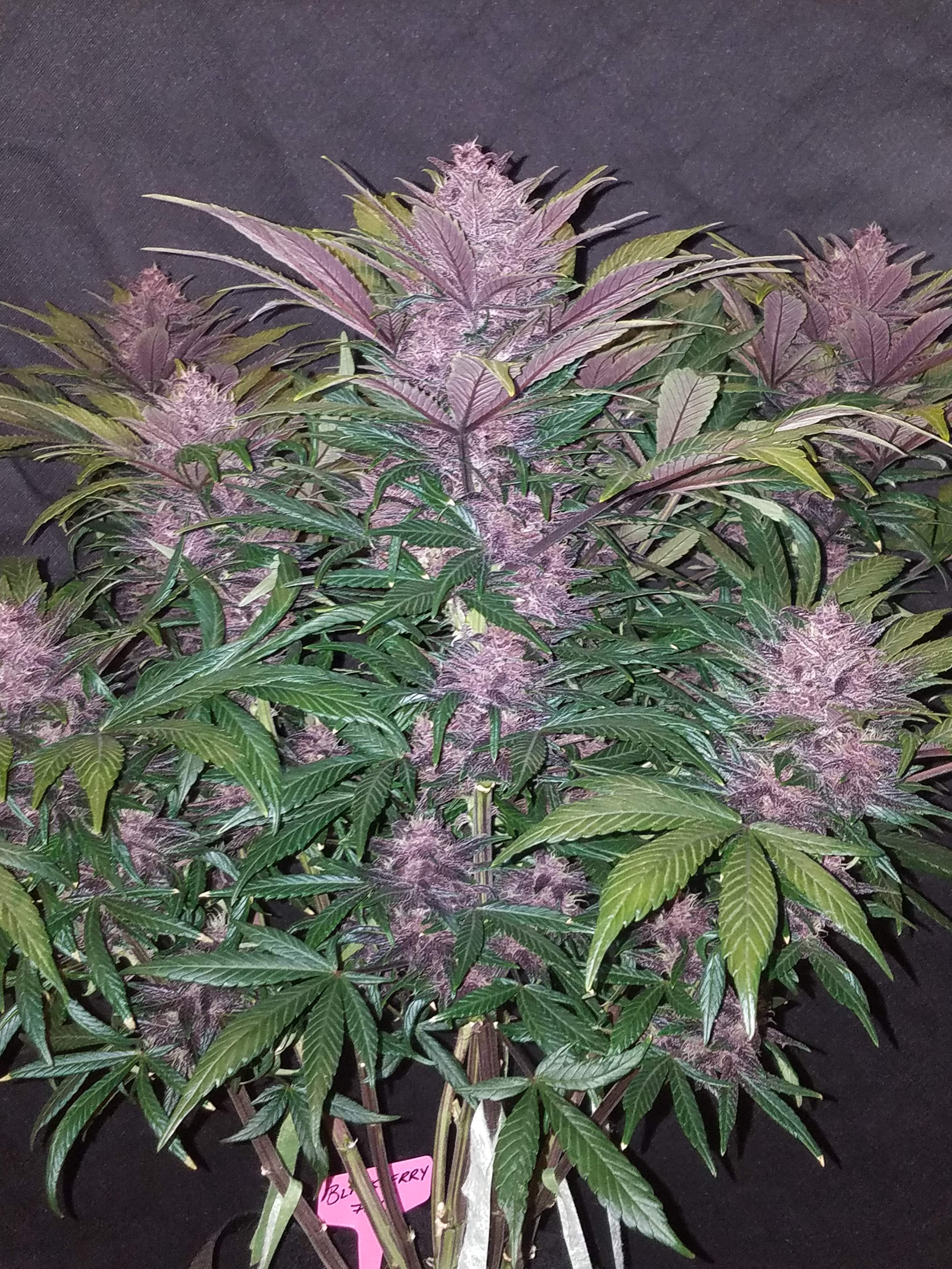 Fast Buds Blackberry Auto