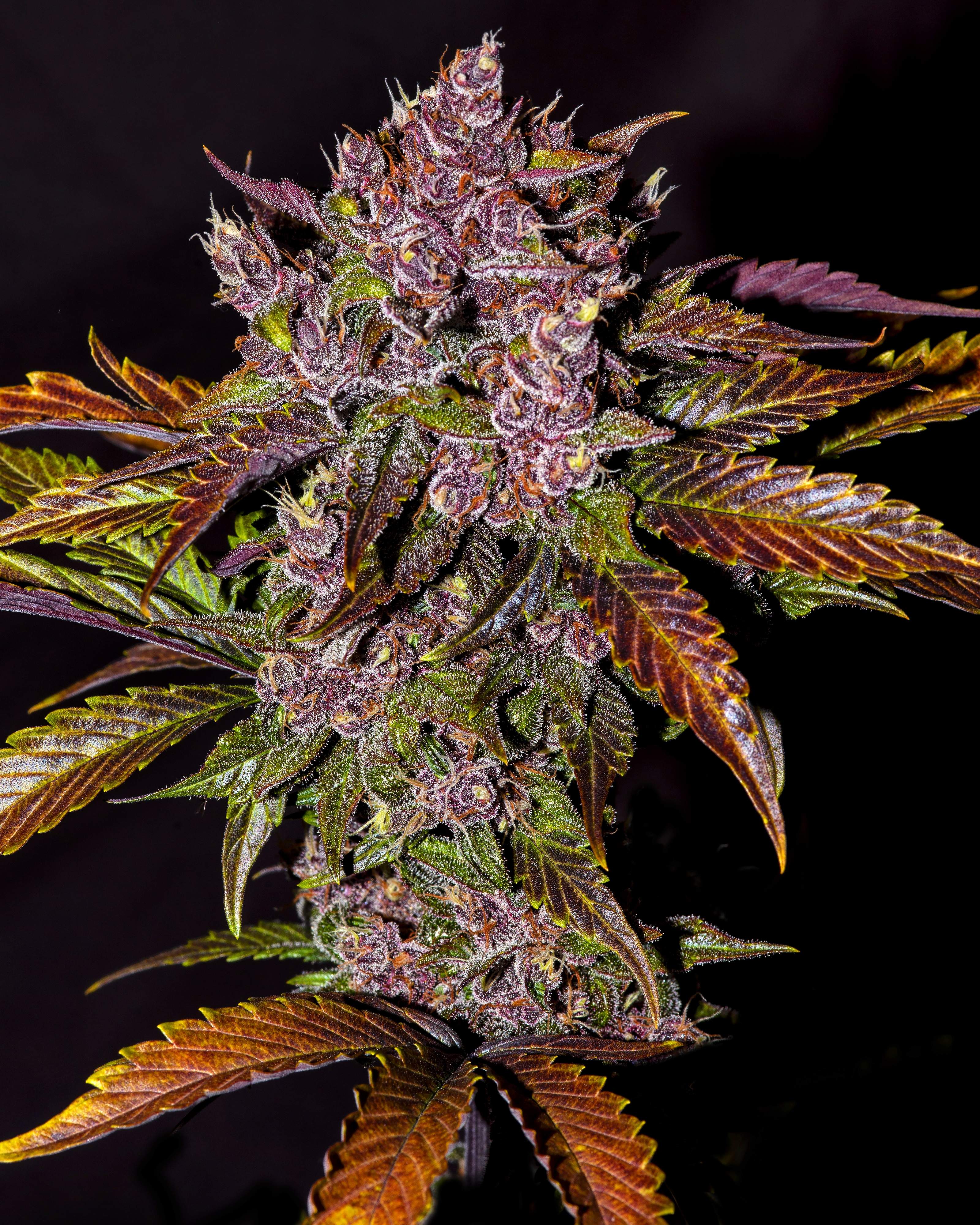 Fast Buds Blackberry Auto