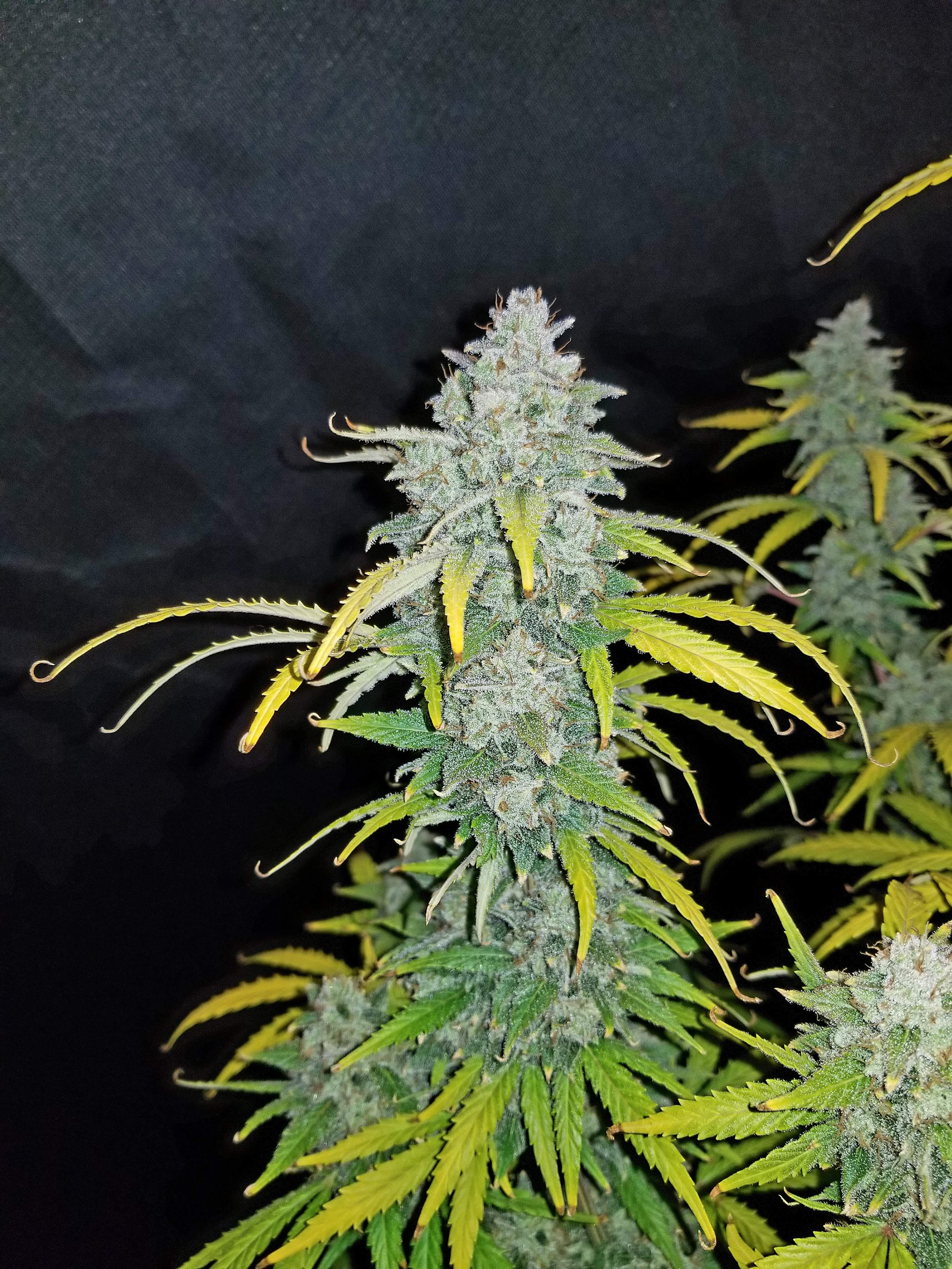 Fast Buds Blue Dream´matic Auto