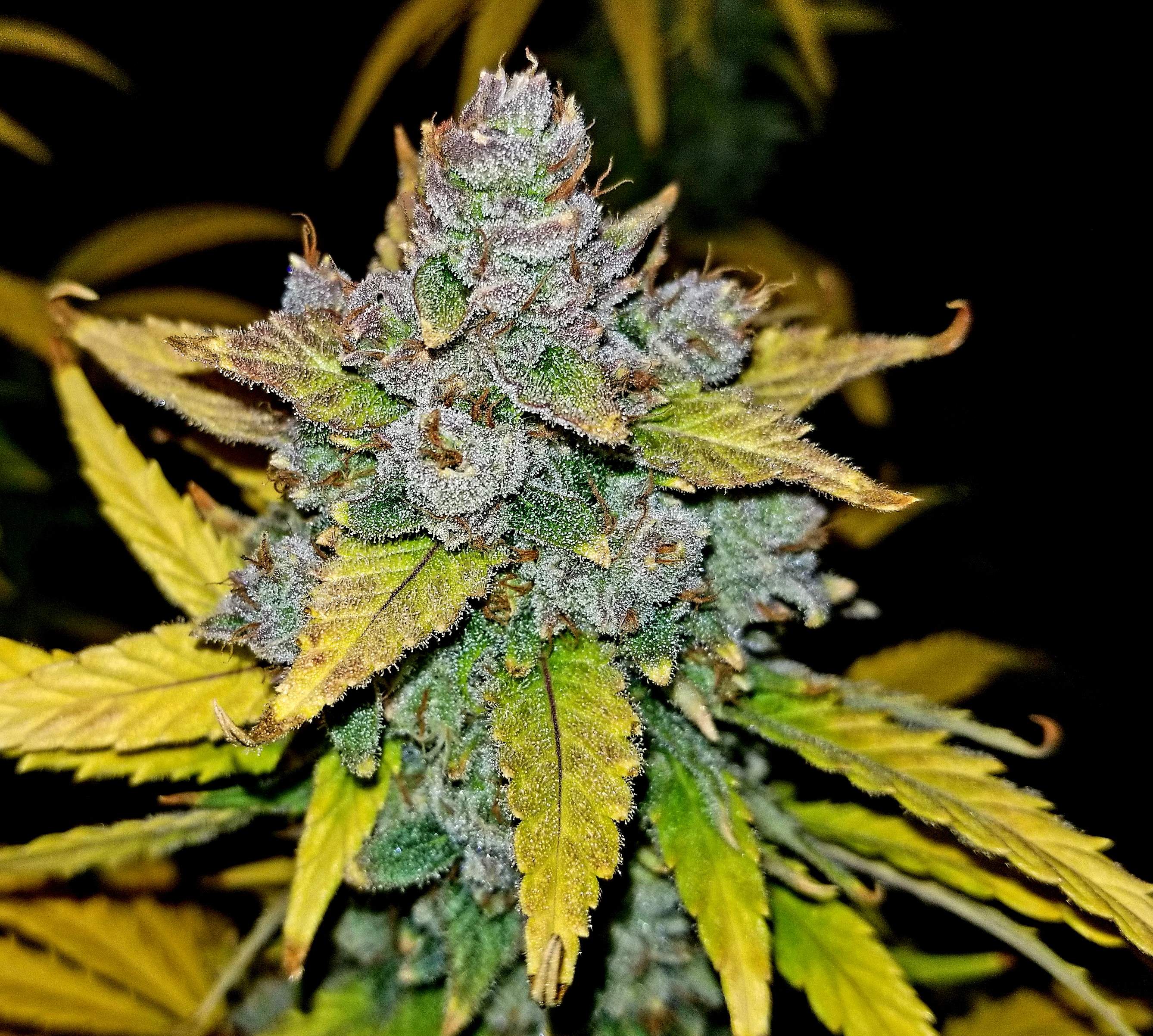 Fast Buds Blue Dream´matic Auto