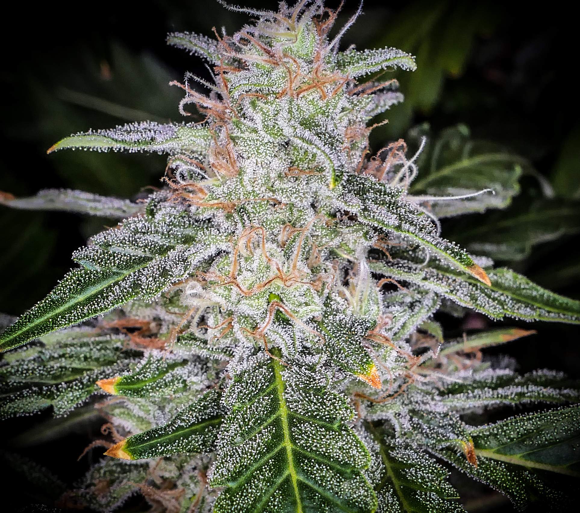 Fast Buds Blue Dream´matic Auto